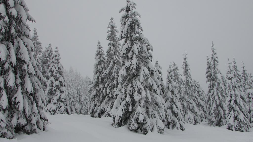 Fewo Harz Haennig 1 Wieda ภายนอก รูปภาพ