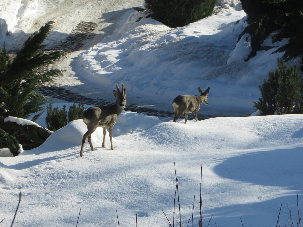 Fewo Harz Haennig 1 Wieda ภายนอก รูปภาพ